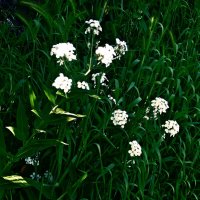 Летние этюды 16 :: Алексей Кузнецов