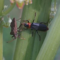 Встреча :: Сергей Ц