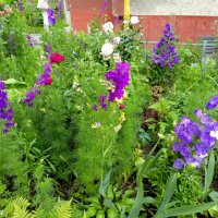 Ростовские цветники :: Нина Бутко Ростовские цветники :: Нина Бутко