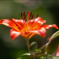 Лилейник :: Александр Тарноградский