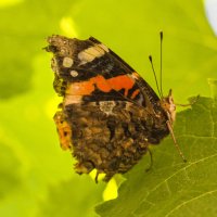 Когда летают бабочки — становится легко... :: Валерий Басыров