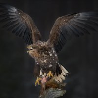 ХИЩНИК :: Влад Соколовский
