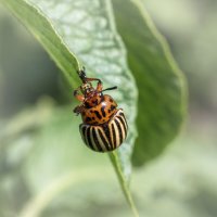 Скоро на всех картофельных кустах страны! :: Лилия *