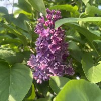 Душа-сирень по-прежнему цветет... :: Наталия Павлова Душа-сирень по-прежнему цветет... :: Наталия Павлова