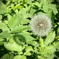 Время одуванчиков! :: Любовь 