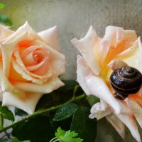 "....Красиво жить не запретишь...." :: Надежда Куркина 