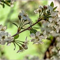 Месяц май... :: Aquarius - Сергей