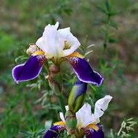 Парочка :: Светлана 