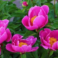 Июнь... Пионы... :: Светлана 