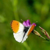 опять про бабочек  5 :: Александр Прокудин