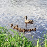 Утята :: Сапсан 