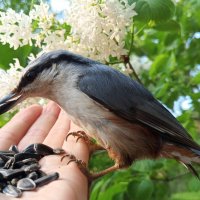 Поползень :: Сапсан 