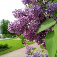 Сирень :: Сапсан 