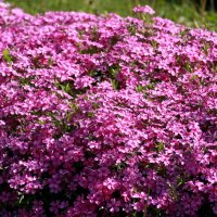 Бал цветов :: Нэля Лысенко