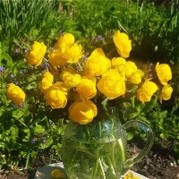 Лютики чудесные,жёлтые огни! :: Нина Андронова