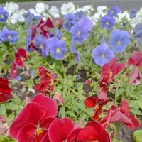 Цветочный триколор :: Pippa 