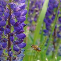 Люпины :: Ольга 