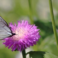 "Столик" на двоих :: Любовь Сахарова