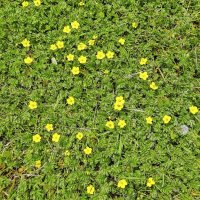 Ковёр из лапчатки :: Валерий Иванович