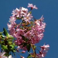 Весна :: Роман Савоцкий