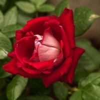 Роза :: Игорь Сикорский