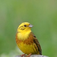 Обыкновенная овсянка :: Владислав Иопек