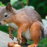 Белка :: Лина 