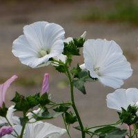 Нежность и красота лаватеры :: Татьяна Смоляниченко