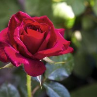 Бархатная роза :: Валентин Семчишин
