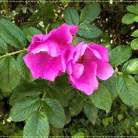 "Горит бутонами шиповник..." :: Alisia La DEMA