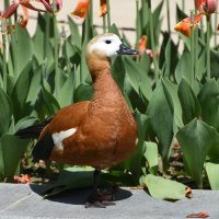 Москва. Весна в Аптекарском... :: Наташа ***** Москва. Весна в Аптекарском... :: Наташа *****