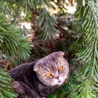 Сима :: Юрий Фёдоров