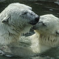 Материнская нежность. :: Валентин 