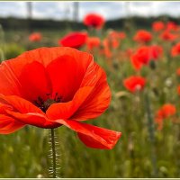 Красавчик. :: Валерия Комова Красавчик. :: Валерия Комова