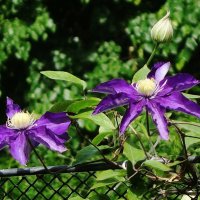 Клематис :: Рита Симонова