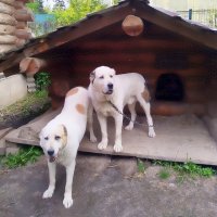 Дружная парочка. :: Ольга Довженко