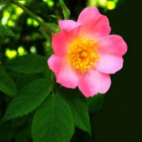 Цветущий шиповник :: Евгений 