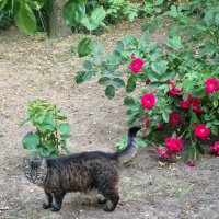 Остановка в пути :) :: Наталья 