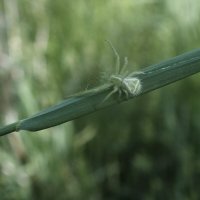 ** :: Зоя Мишина