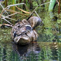 Чистюля. :: Анатолий Анищик