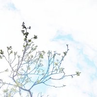 хок-ку :: OKazik _____