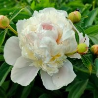 Люблю июнь, когда цветут пионы...... :: Валентина Богатко 