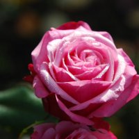 Безупречная свежесть :: Анна Камс