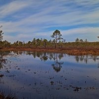 Фрагменты лесных фотозарисовок.. :: Татьян@ Ивановна Фрагменты лесных фотозарисовок.. :: Татьян@ Ивановна