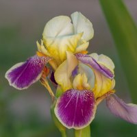 * :: Виталий Емельянов