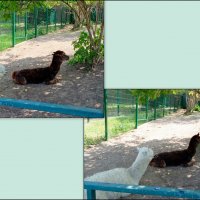 В ростовском зоопарке :: Нина Бутко В ростовском зоопарке :: Нина Бутко