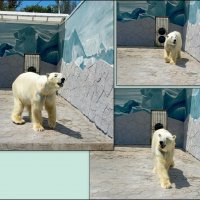 В ростовском зоопарке :: Нина Бутко