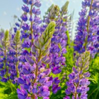 Яркие люпины :: Анастасия Логинова