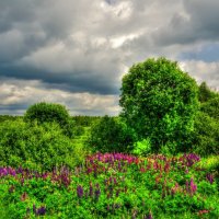 Июнь :: Наталья Лакомова