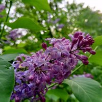 Сирень :: Сапсан Сирень :: Сапсан